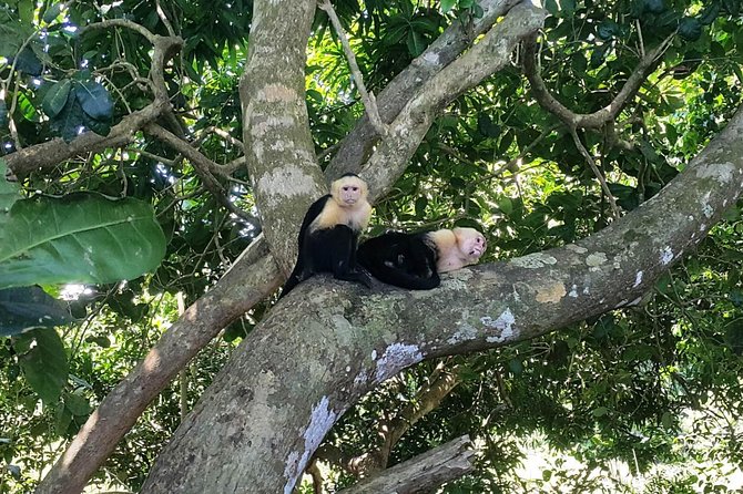 Manuel Antonio National Park; Beach & Sightseeing Day Trip from San Jose - Key Things I’d Not Pass Up