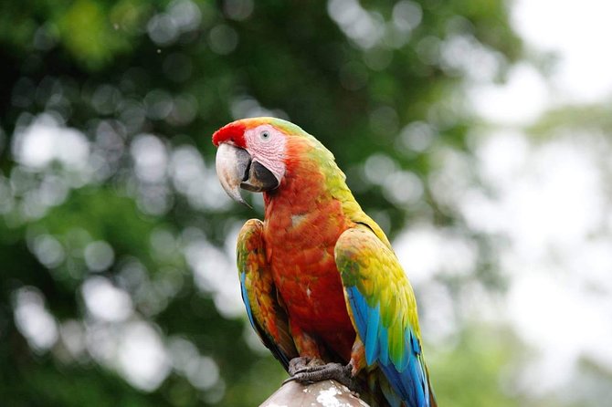 Manuel Antonio National Park; Beach & Sightseeing Day Trip from San Jose - The 6:00 am Start: Why It Matters for a Full Wildlife Day