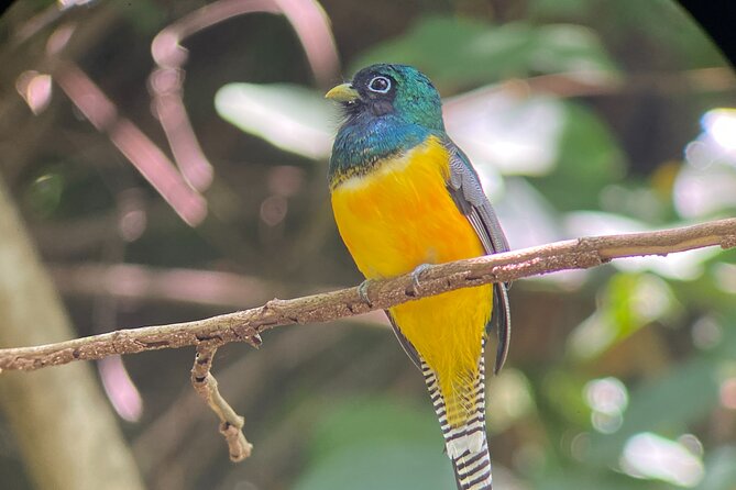 Manuel Antonio National Park guided tour - Meet at Restaurante Donde Alex: Getting Started Smoothly