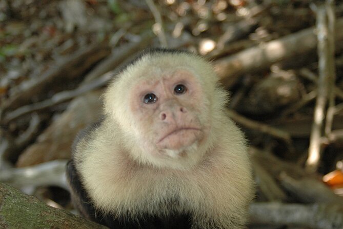 Manuel Antonio National Park Hiking Tour from Jacó - Why This Manuel Antonio Hike Works So Well From Jaco