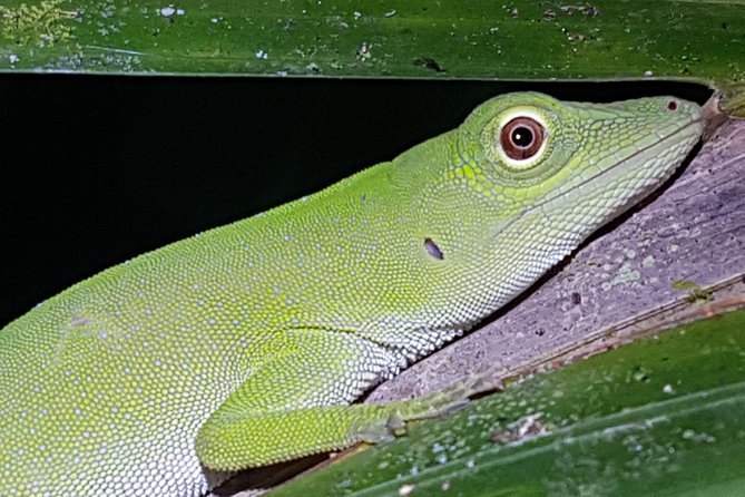 Manuel Antonio Night Tour - Key highlights at a glance