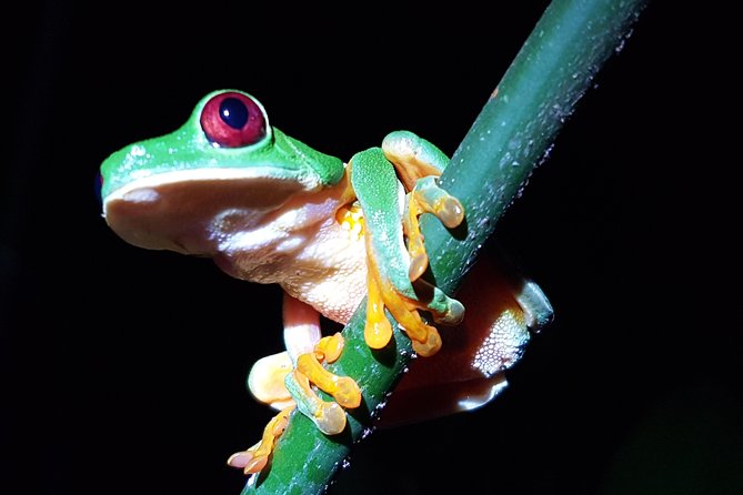 Manuel Antonio Night Tour - Night Wildlife, Not Inside the Park: What You’re Really Booking