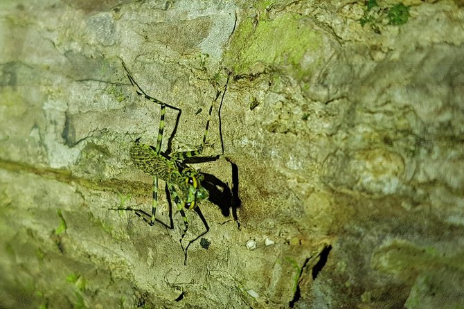 Manuel Antonio Night Tour - Safety and Pace: Why the Trail Feels Serious (in a good way)