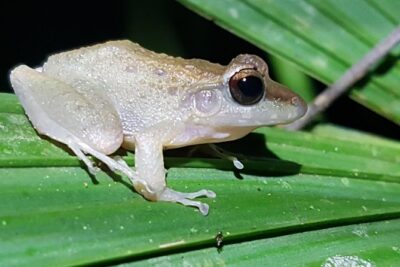 Manuel Antonio Night Tour - The Actual Walk: How a Night Tour Works in the Manuel Antonio Area