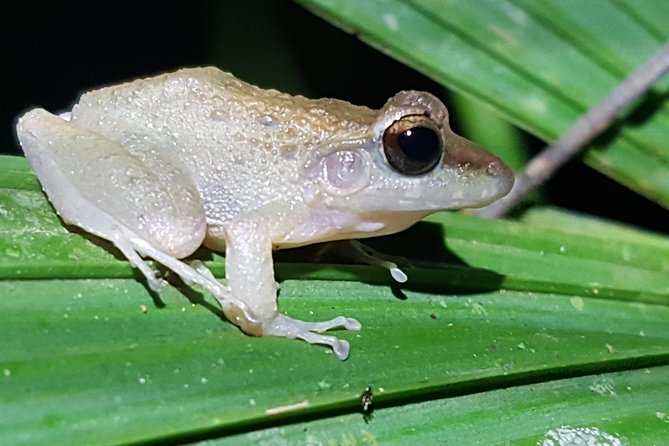 Manuel Antonio Night Tour - The Actual Walk: How a Night Tour Works in the Manuel Antonio Area