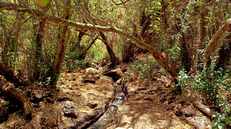 Maspalomas: Barranco de los Cernicalos Rainforest Hike - My booking take: should you go to Barranco de los Cernícalos?