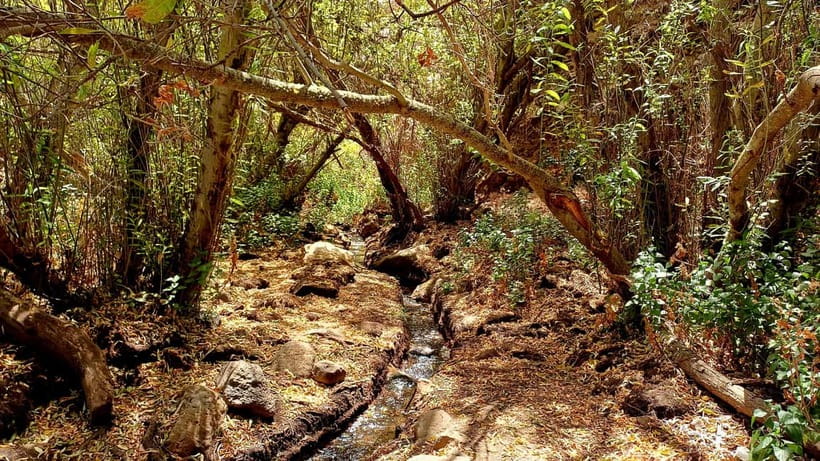 Maspalomas: Barranco de los Cernicalos Rainforest Hike - Trail stats: 8–9 km, 300 m unevenness, and an easy–medium pace