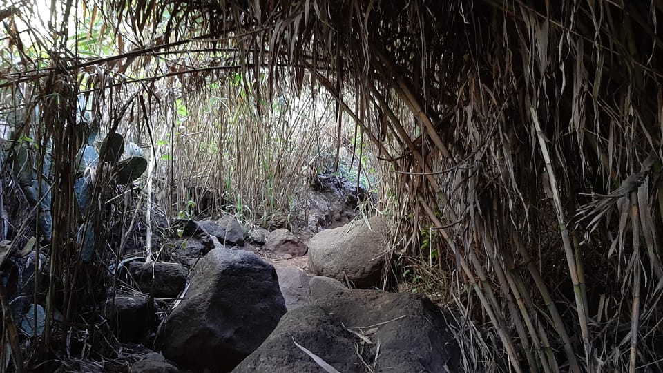 Maspalomas: Barranco de los Cernicalos Rainforest Hike - What you actually experience on the hike: viewpoints, wildlife, and waterfall moments