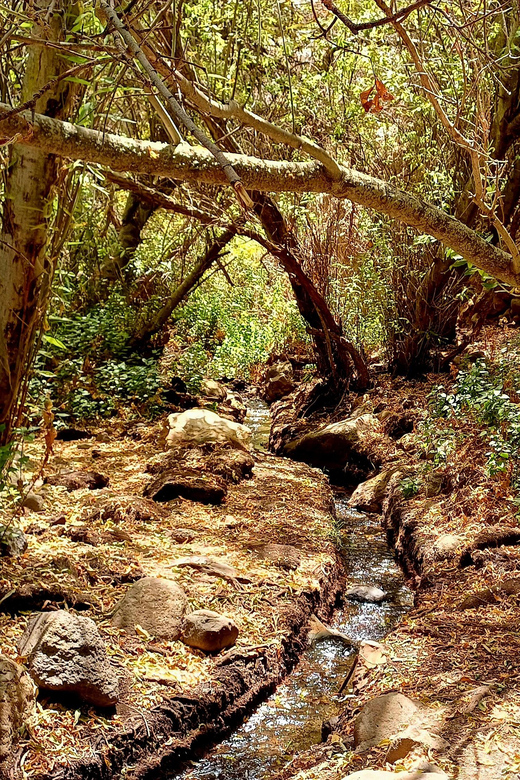 Maspalomas: Barranco de los Cernicalos Rainforest Hike - Food on the trail: sandwiches, fruit, snacks, and the one thing you must bring yourself