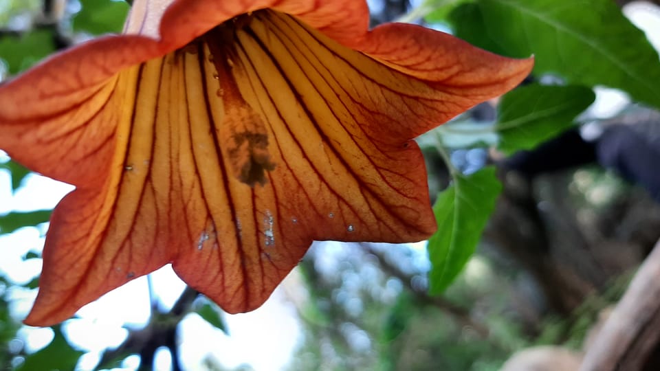 Maspalomas: Barranco de los Cernicalos Rainforest Hike - Price and value: is $93 a fair deal?