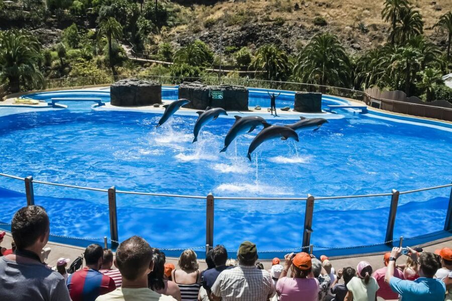 Maspalomas: Palmitos Park Ticket with Dolphin and Bird Shows - Dolphinarium Show: The Main Event You Should Build Around