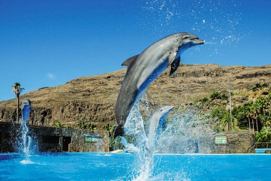 Maspalomas: Palmitos Park Ticket with Dolphin and Bird Shows - The Rest of the Park Isn’t Just “Between Shows”
