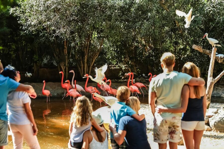 Maspalomas: Palmitos Park Ticket with Dolphin and Bird Shows - Timing Tips: How to Get the Most Out of About 4–5 Hours