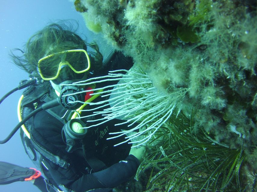 Menorca: Baptism Scuba Diving in Marine Reserve - Weather, expectations, and what to do if you’re nervous