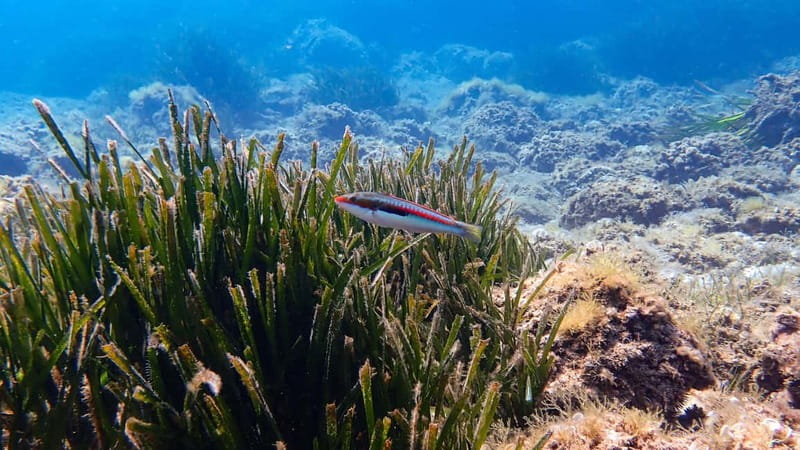Menorca: Cala Galdana Try Scuba Diving for Beginners - The Underwater Route: Submerged Arches You Can Actually Appreciate