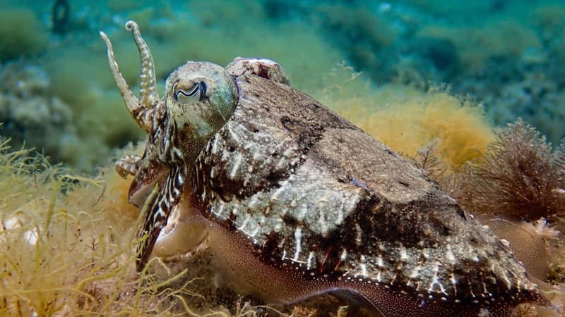 Menorca: Cala Galdana Try Scuba Diving for Beginners - Small-Group Coaching: Why the Pace Feels Right for First Timers