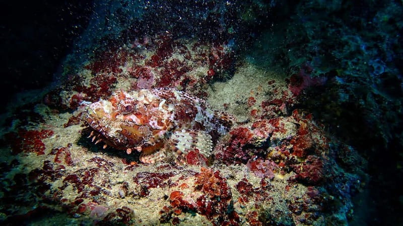 Menorca: Cala Galdana Try Scuba Diving for Beginners - Equipment, Insurance, and Languages That Keep Stress Low
