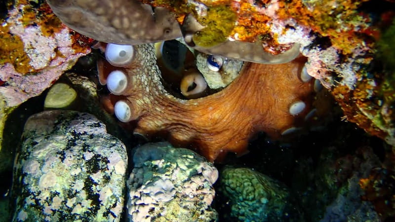 Menorca: Cala Galdana Try Scuba Diving for Beginners - Cala Galdana Session Flow: What Happens After You Hit the Beach