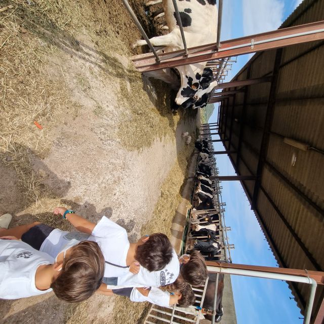 Menorca: Cheesemaking and Farm-Fresh Product Tasting - FAQ