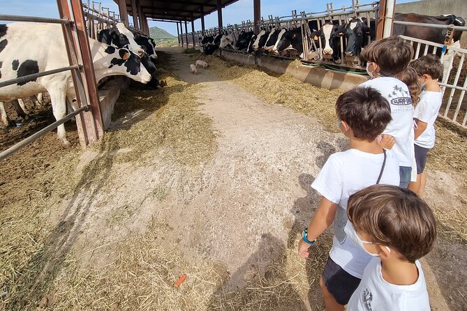 Menorca: Cheesemaking and Farm-Fresh Product Tasting - Mahon-Menorca cheese and farm animals, right in Ferreries