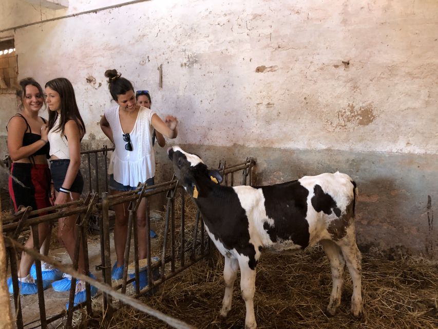 Menorca: Cheesemaking and Farm-Fresh Product Tasting - What kind of traveler should book this?