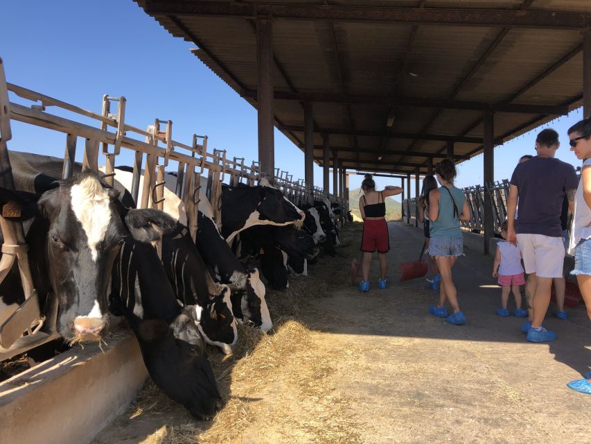 Menorca: Cheesemaking and Farm-Fresh Product Tasting - Booking the Menorca cheese tour: should you say yes?