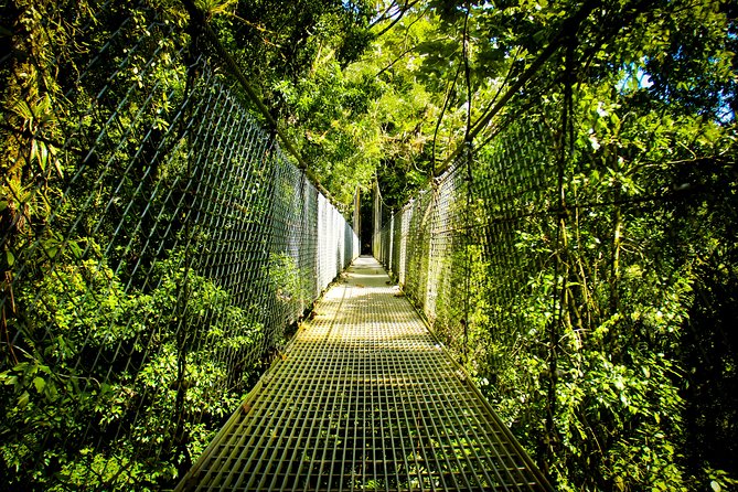 Mistico Hanging Bridges Park from La Fortuna - Mistico From La Fortuna: Why This Bridge Walk Gets Real Attention