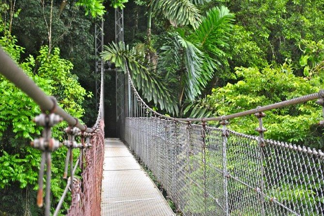 Mistico Hanging Bridges Park from La Fortuna - Wildlife Spotting at Mistico: Birds, Frogs, Monkeys, and the Fun of Guessing
