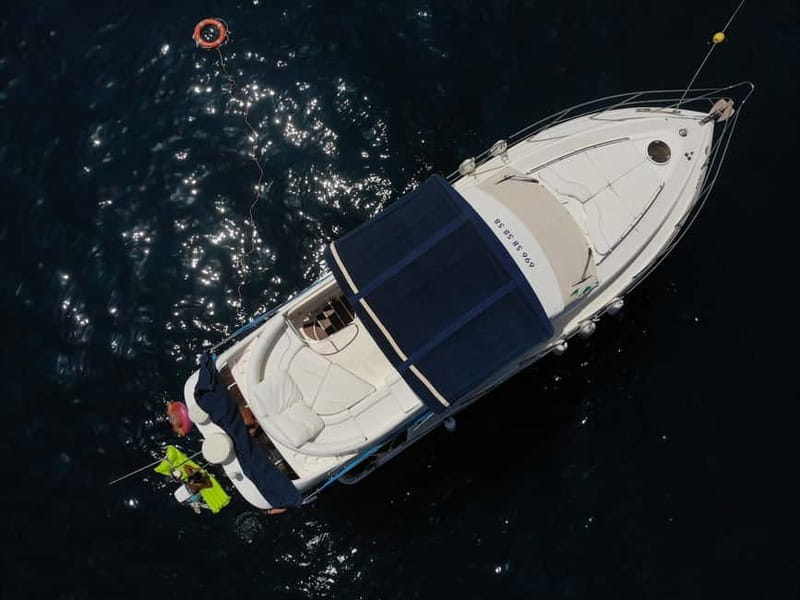 Mogan: Dolphin Watching Boat Trip with Swim Stop - Price and Value: Is $96 Worth It Versus Other Options?