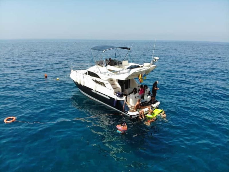 Mogan: Dolphin Watching Boat Trip with Swim Stop - The Dolphin Search: What You Might Spot and What the Crew Aims For