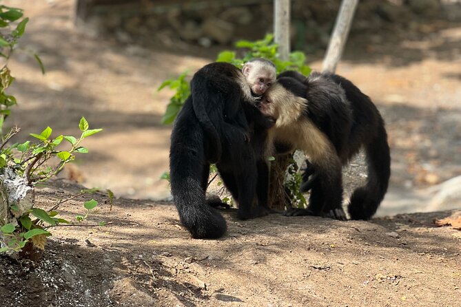 Monkey, Crocodile, Sloths & Beach Experience - Quick hits before you go