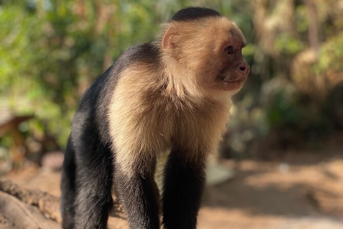 Monkey, Crocodile, Sloths & Beach Experience - Why this Jaco wildlife combo works in 3.5 hours
