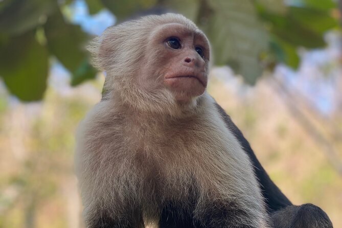 Monkey, Crocodile, Sloths & Beach Experience - Tarcoles Bridge: watch from the bridge or upgrade to the boat