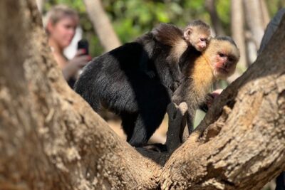 Monkey, Crocodile, Sloths & Beach Experience - Meeting at the KFC in Jacó and how the day flows