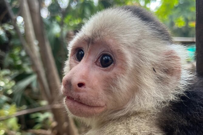 Monkey, Crocodile, Sloths & Beach Experience - Monkey time with capuchins and strict safety rules