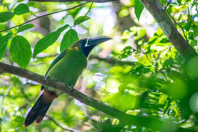 Monteverde Birdwatching Experience - Why a 7:00 a.m. Curi-Cancha birdwalk makes sense