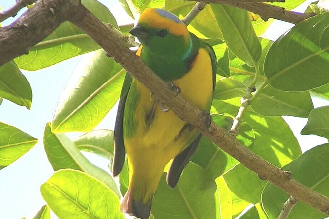 Monteverde Birdwatching Experience - Guides make the difference: Beto, Jason, Jacob, Jesus