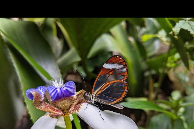 Monteverde Butterfly Gardens Tour - Key highlights to know before you go