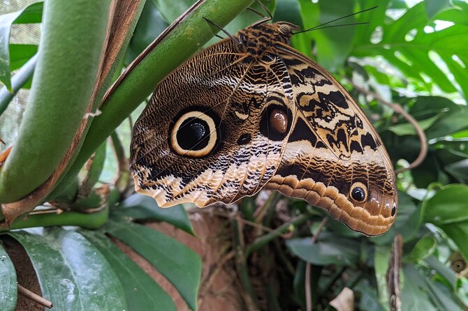 Monteverde Butterfly Gardens Tour - Monteverde Butterfly Gardens Tour at a Glance: price, timing, and what you get