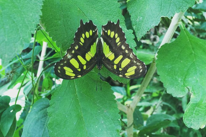 Monteverde Butterfly Gardens Tour - Four habitat areas and up to 30 butterfly species in one guided walk