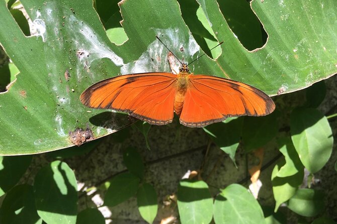 Monteverde Butterfly Gardens Tour - Leaf-cutter ant colony: the most action-per-minute moment