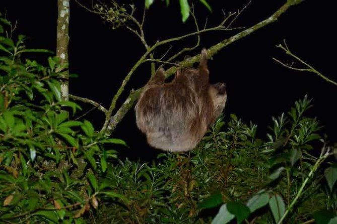 Monteverde Cloud Forest Guided Night Walk - Key Highlights You’ll Care About