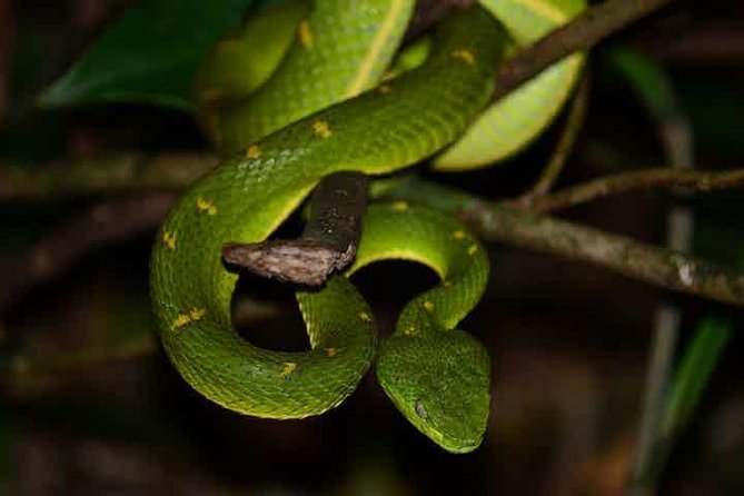 Monteverde Cloud Forest Guided Night Walk - Why the Monteverde Night Walk Feels Different Than Daytime