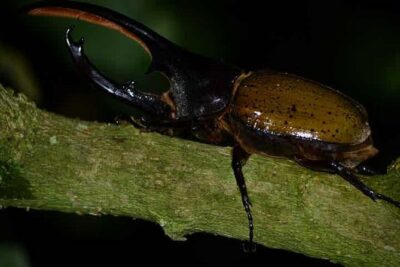 Monteverde Cloud Forest Guided Night Walk - The 2–3 Hour Reality: Pace, Steep Bits, and Why It Can Vary