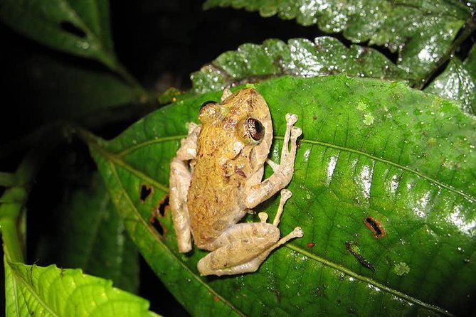 Monteverde Cloud Forest Guided Night Walk - Your Night Walk Setup: Pickup, Equipment, and Where the Trail Will Happen