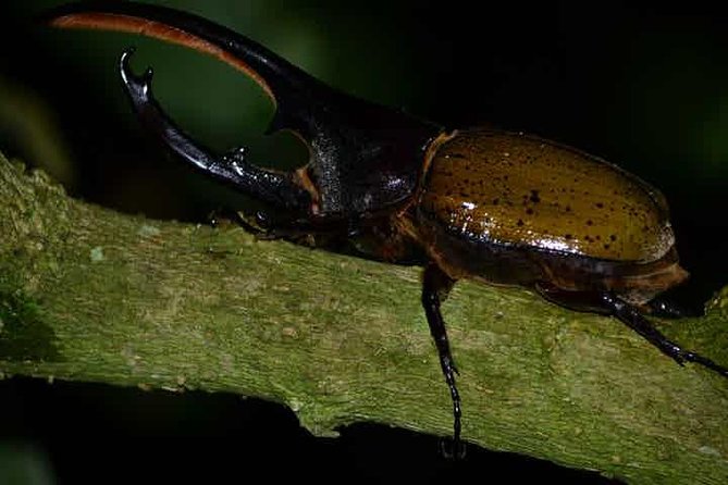 Monteverde Cloud Forest Guided Night Walk - The 2–3 Hour Reality: Pace, Steep Bits, and Why It Can Vary