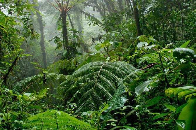 Monteverde Cloud Forest Hanging Bridges Tour from San Jose - The big idea: Monteverde in one long, structured day