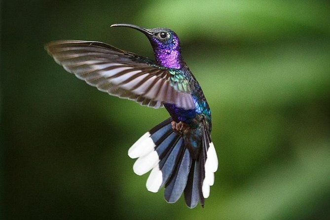 Monteverde Cloud Forest Hanging Bridges Tour from San Jose - Guide quality can make or break your day