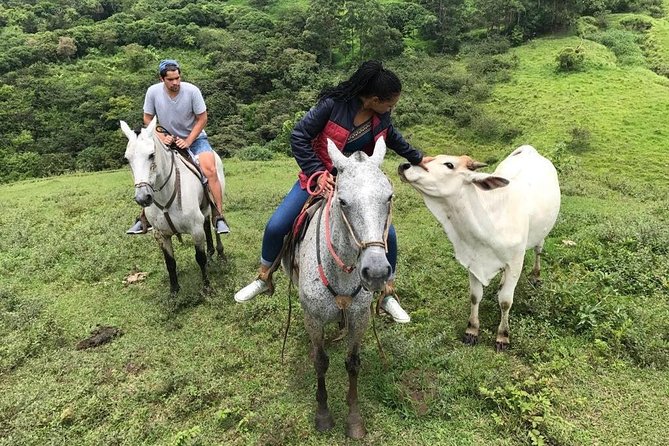 Monteverde Cloud Forest Horseback Riding - Wildlife spotting without the grind