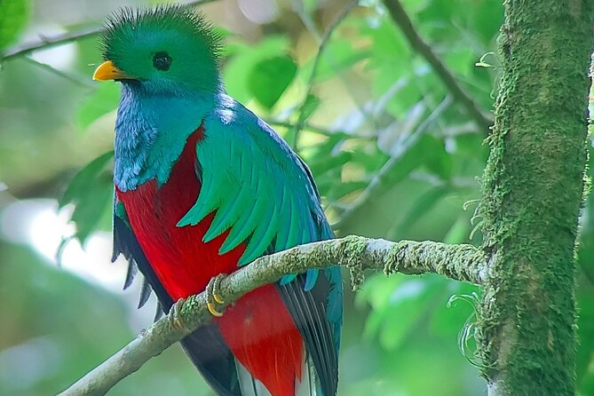 Monteverde Cloud Forest Nature Tour - 5 Key Things You’ll Appreciate in Monteverde